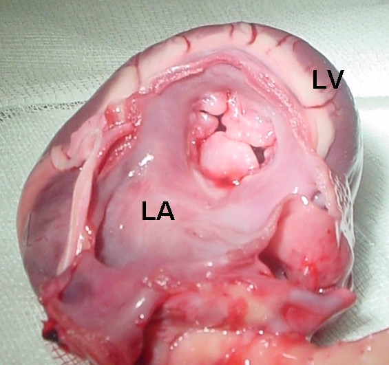 Thickened, incongruent leaflets of dog's mitral valve