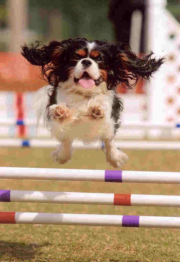 Comin' At Ya ~ CavalierHealth.org Copyright © 2005 Blenheim Company