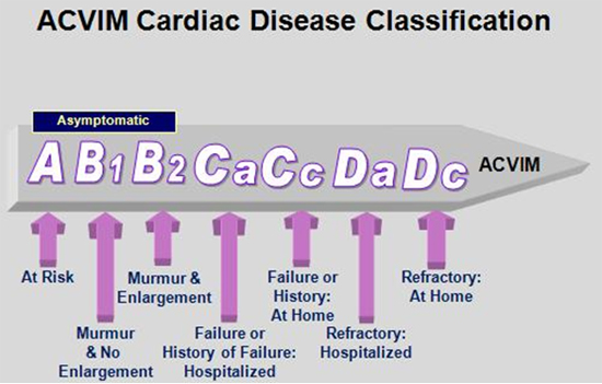 ACVIM Cardiac Disease Classification - ©Clarke Atkins
