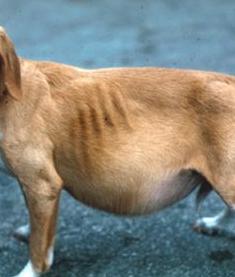 Dog with Ascites