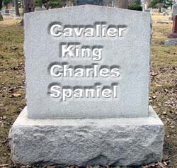 RIP Cavalier King Charles Spaniel