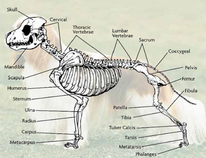 Cavalier Skeleton - Dog Channel