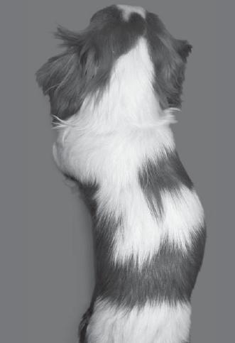 Young Cavalier with Scoliosis Due to SM - Dr. Clare Rusbridge