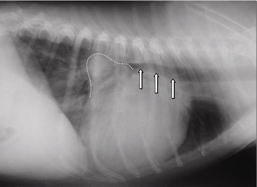 Radioraphic image of a dilated left atrium in a dog, caused by chronic mitral valve degeneration