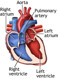 Heart Chambers Diagram