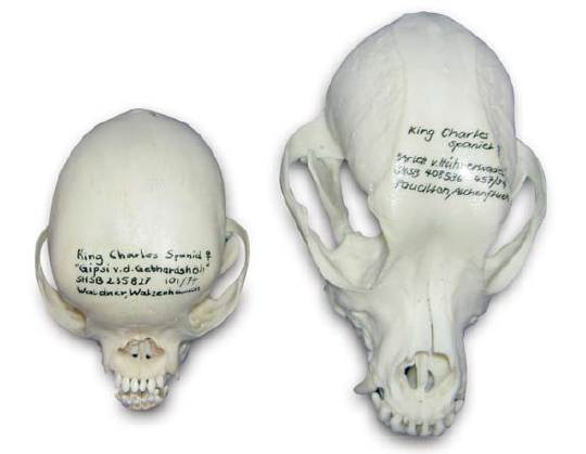Skulls of King Charles Spaniel & Cavalier King Charles Spaniel