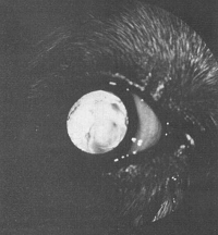 Microphthalmia in left eye of CKCS