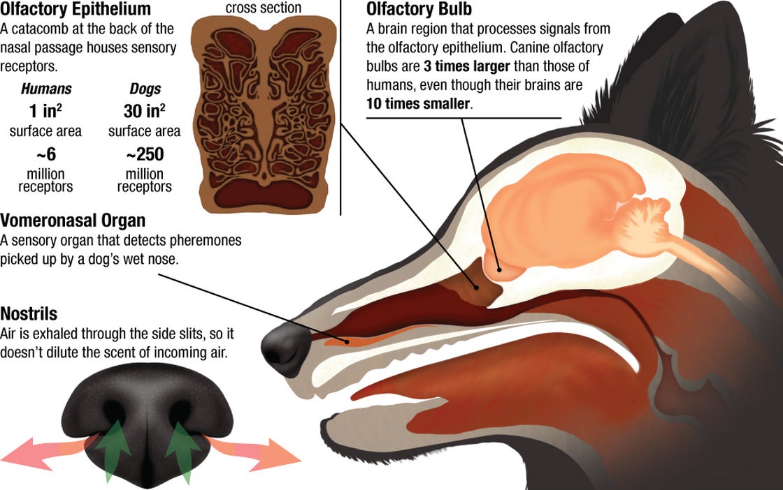 Canine Olfactory System