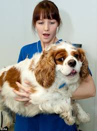 Overweight cavalier King Charles spaniel