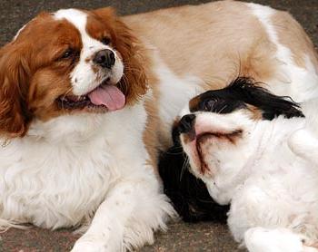 Overweight cavalier King Charles spaniels