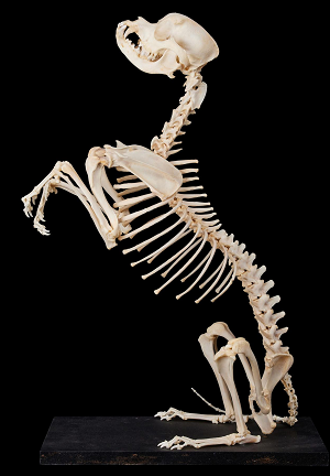 CKCS Skeleton