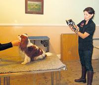 Thermo-imaging of cavalier King Charles spaniel