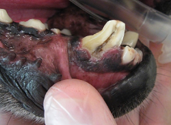 Broken tooth pulp exposed