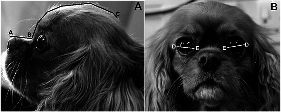 Cavalier King Charles Spaniel has a craniofacial ratio of 0.27