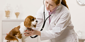 Auscultation of a cavalier