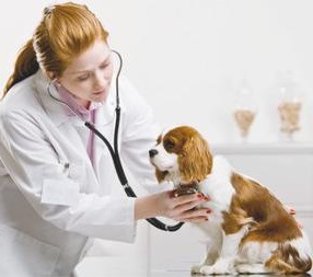 Vet auscultating a cavalier