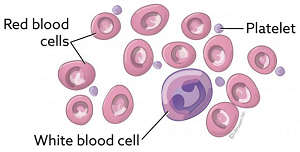 Blood cells