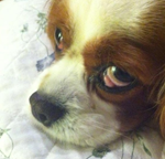 Cherry Eye