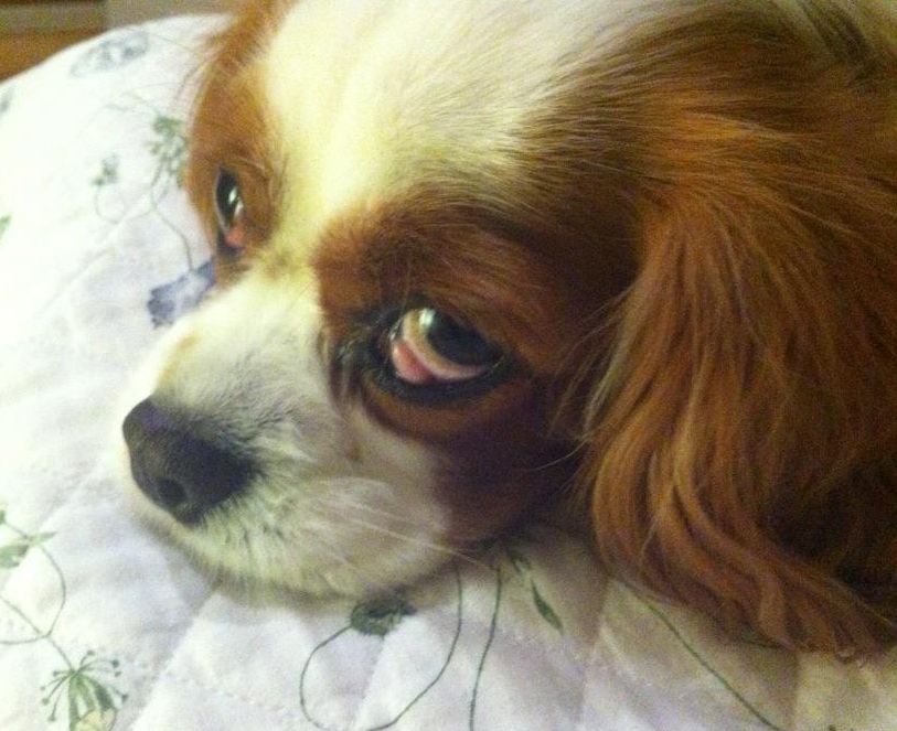 Cavalier King Charles Spaniel with Cherry Eye