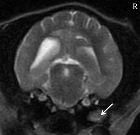 CKCS porencephaly lesion at arrow