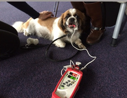 CKCS being measured with pulse oximeter after exercise.