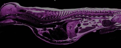 MRI Scan of Cavalier King Charles Spaniel by RVC