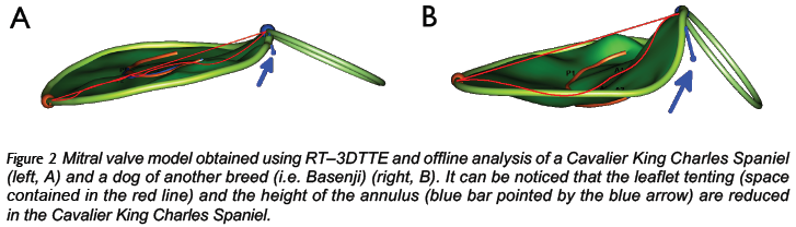 Comparison of Mitral Valve Morphologies-Fig-2