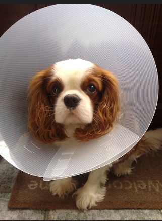 Elizabethan Collar