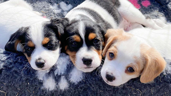 Cavalier crossbreeds - Sweden