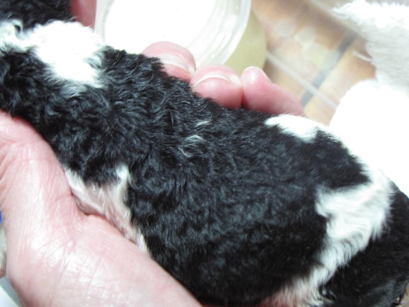 Cavalier pup with curly coat syndrome