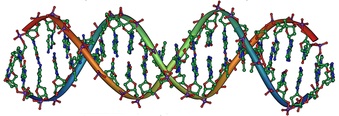 DNA