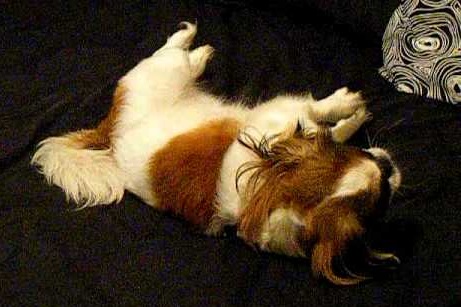 Epileptic seizure -- Tibetan spaniel