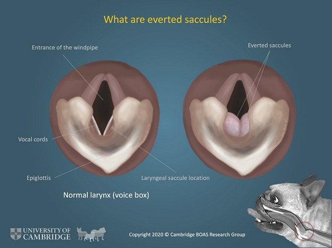 Everted Saccules