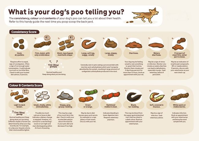 Feces description chart