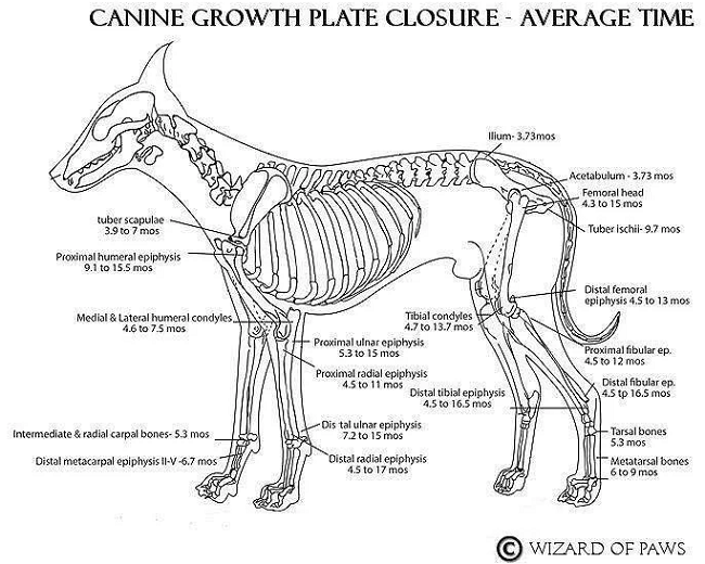 Growth Plate Closure Ages