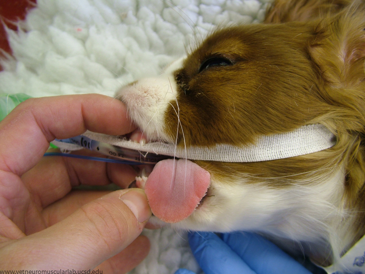 Cavalier's jaw barely opened under anesthesia