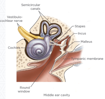 Middle Ear