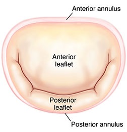 Mitral Valve Annulus Diagram