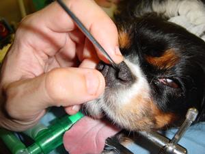 Nose exam of cavalier King Charles spaniel