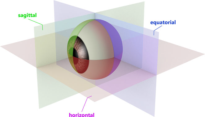 Ocular Biometry