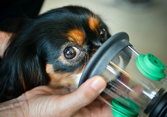 Cavalier receiving oxygen