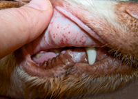 Petechiae on gums