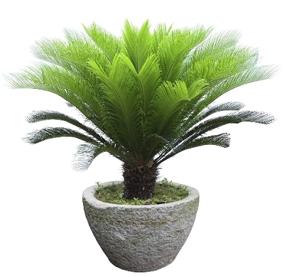 Sago Palm