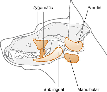 Salivary Glands