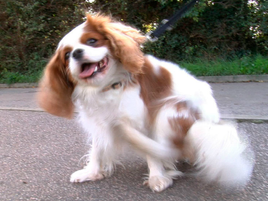 Air-Scratching Cavalier