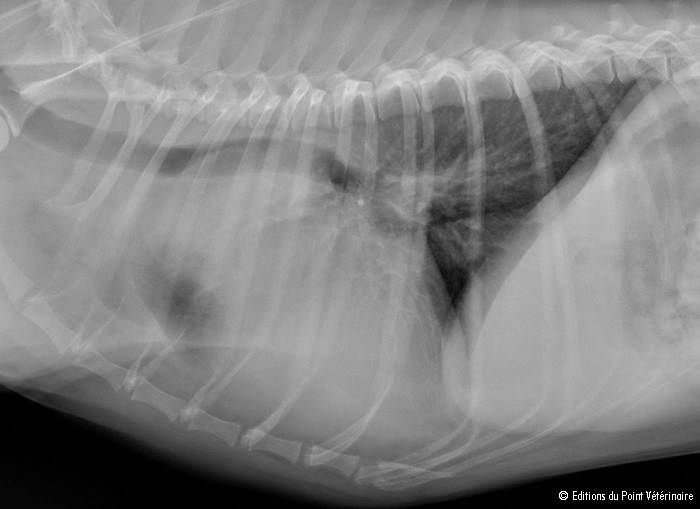 chemodectoma