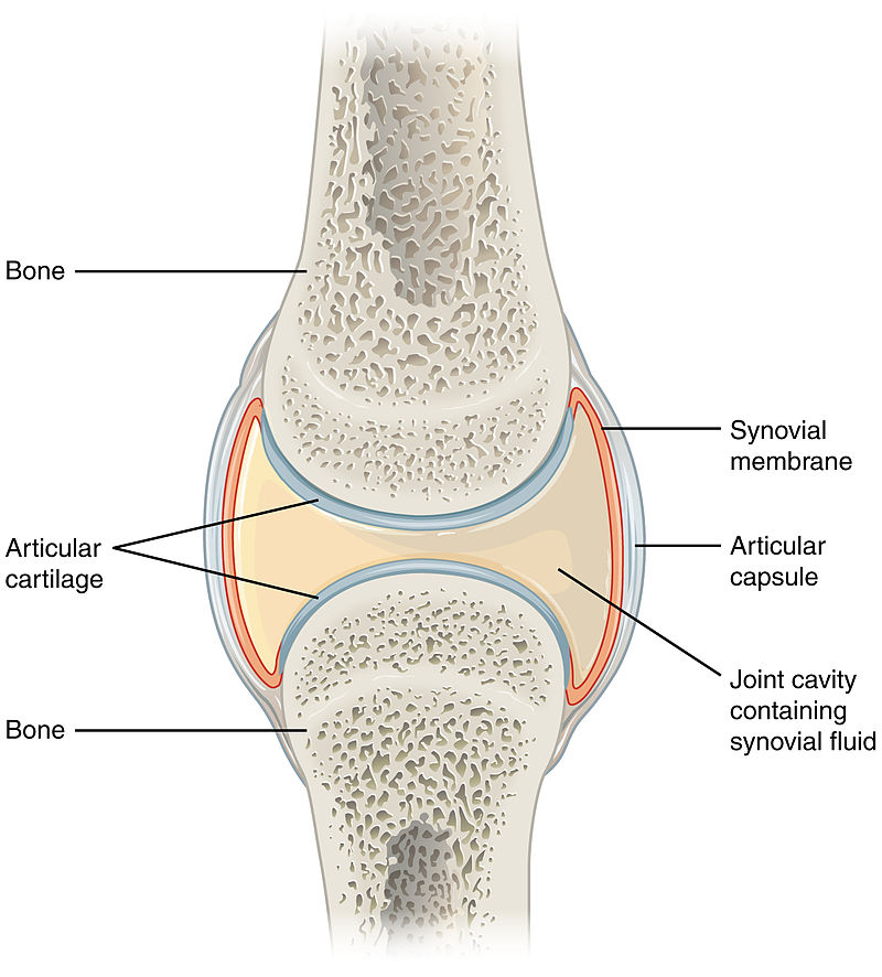 Synovial joint