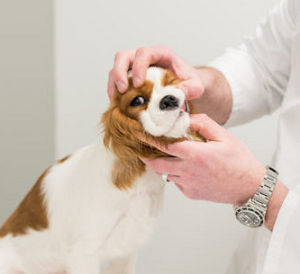 Teeth Examination