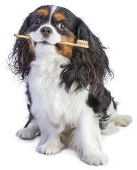 Cavalier holding toothbrush