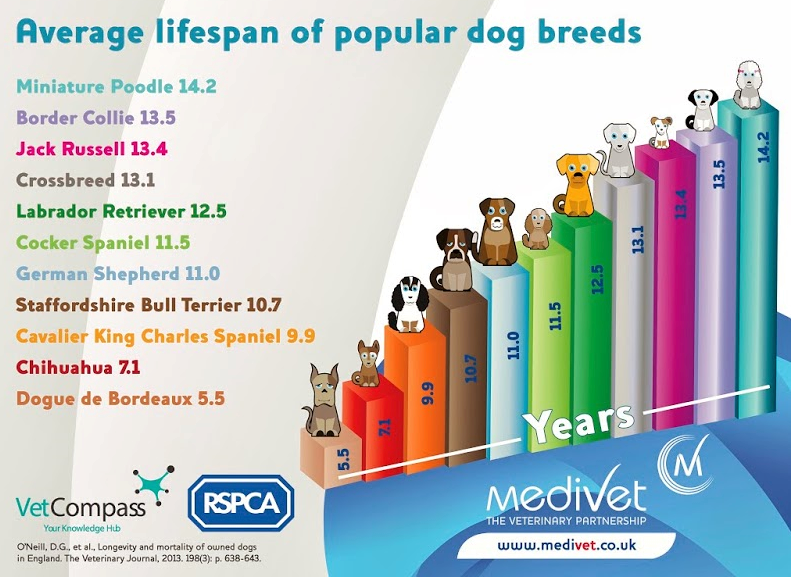 Purebred Breed Average Lifespans Study Report